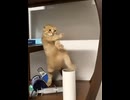 ホモと見るカンフーネコ