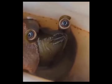 ホモと見る巻貝の目