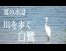 夏の水辺　川を歩く白鷺