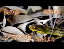 秋の森　シマヘビがいました