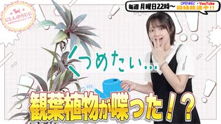 【第312回】にししのらじじ～西明日香のだいじなところ♡～【アーカイブ】