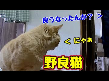 久しぶりに しゃべってくれた【野良猫】