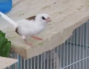 小刻みに動くジュウシマツ インコが傍に行くシーンあり2025年9月29日