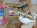 カゴの中でかじって遊ぶジュウシマツ インコとキンカチョウも映る2025 9 25