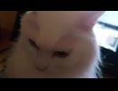 仕事いぎだぐない