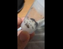 居酒屋で値切ろうとする赤髪いかちゃん選手を窘めるサ/ダさんｗｗｗ