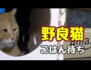 トンネルが落ち着く様で…【野良猫】