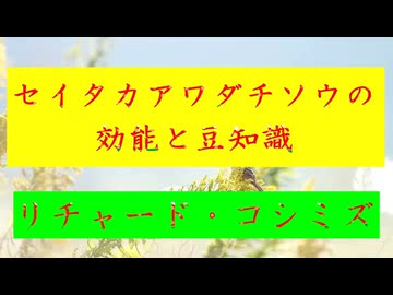◐「 リチャード・コシミズ ：『 セイタカアワダチソウ 』の『 効能 』と『 豆知識 』」