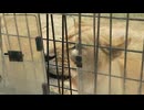 Feeding the lions. 村島弘之