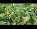 Observing the vegetable fields. 田中鉄也