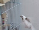 カゴの近くで飛ぶジュウシマツ 後半インコも映る2025年9月30日