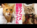 猫ラブコメ、超展開のテコ入れされる