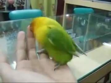 変態オナニー鳥獣アキラ