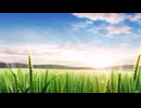 ぞうきんED