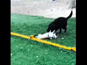 ホモと見る友達が出来ない犬の遊び相手になる子犬