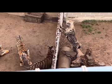 ホモと見るハイエナの飼育小屋へ遊びに行くトラ