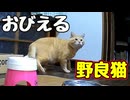 そこまでビックリせんでも…【野良猫】