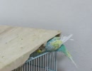 もぐって木を齧って遊ぶインコ2025年10月1日
