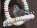 久しぶりにお気に入りの場所にキンカチョウ 後半ボーとするインコも映る2025年10月1日