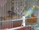 同じカゴにインコとキンカチョウ 隣にジュウシマツ2025年10月1日