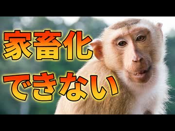 サルを家畜化できない理由がこちら【解説動画】