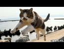 ジャンプ！！防波堤で猫との戯れ