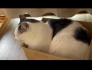 もこもこねこ