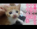 成長を危ぶんだ子猫たち、その4年後の幸せ通信