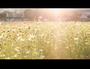 【素材BGM】  オルゴール風の温かさ「あの日の道」【フル×２】