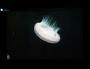 【睡眠用BGM・環境音】　-　水中　/　Sleep BGM & Ambient Sounds - Underwater