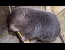 ホモと見る可愛すぎる中国の食用ネズミ