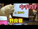 がんばって おしゃべり する【野良猫】