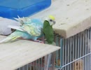 小松菜に当たりながら木を齧りまくるインコ 少しキンカチョウも映る2025年10月2日
