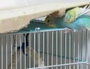 カゴの中のジュウシマツ 木を齧るインコ 後半少しキンカチョウも映る2025年10月2日
