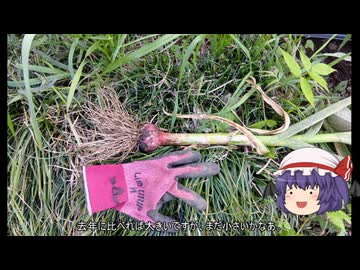 ゆっくり農民269ニンニクを育ててみませんか？#19