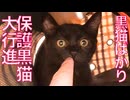 黒い保護子猫たち、一つ屋根の下の交差する縁