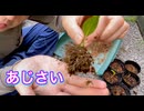 あじさいの挿し木を鉢上げしてみた。