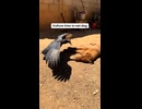 ホモと見る日光浴中の犬を瀕死だと思って見に来たハゲワシ
