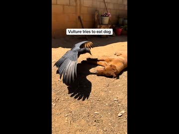 ホモと見る日光浴中の犬を瀕死だと思って見に来たハゲワシ