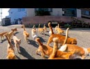 【猫島】通りを歩いたらニャンコ大行進がついて来た件www