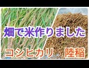 畑で米作りました