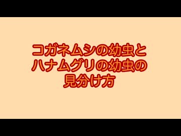 コガネムシの幼虫とハナムグリの幼虫の見分け方　／　初音ミク