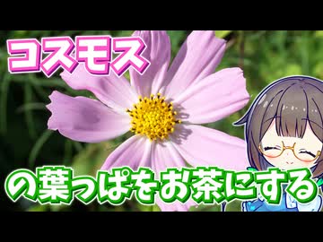 コスモスの葉っぱをお茶にしたらどんな味？