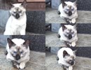 柴又のドラッグストア