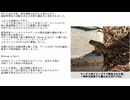 【SCP紹介】　教えて！　ゆかり先輩！　SCP-7333 - 商売蜥蜴