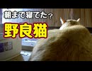 寝てくれるのは うれしいんですが…【野良猫】