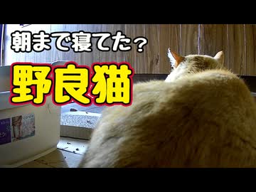 寝てくれるのは うれしいんですが…【野良猫】