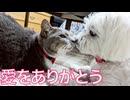お姫様猫を育てた先住犬、永遠の眠りにつく