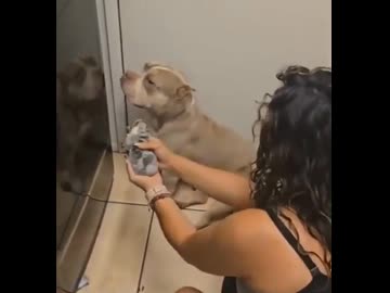 ホモと見る自分の子供を認知しない犬