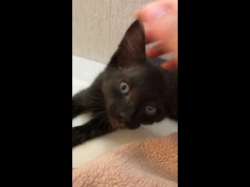 早起きした黒の子猫
